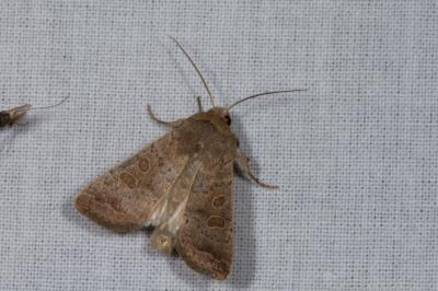 <i>Hoplodrina ambigua</i>