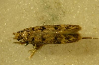 <i>Bryotropha domestica</i>