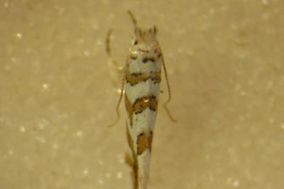 <i>Phyllonorycter kuhlweiniella</i>