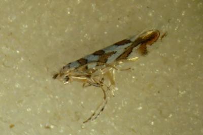 <i>Phyllonorycter kuhlweiniella</i>