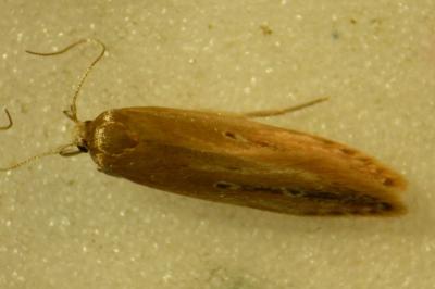 <i>Limnaecia phragmitella</i>