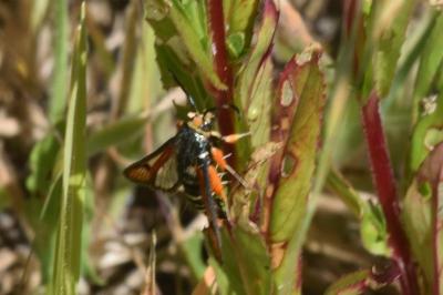 <i>Pyropteron chrysidiforme</i>