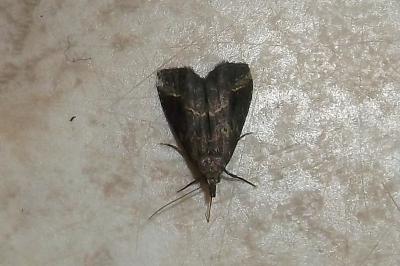 <i>Schrankia costaestrigalis</i>