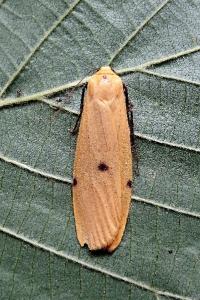<i>Lithosia quadra</i>