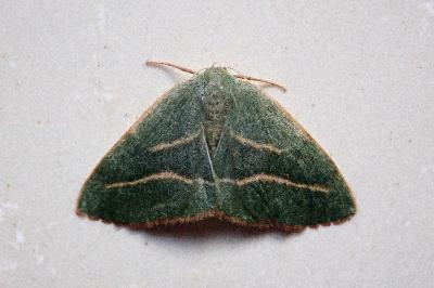 <i>Hylaea fasciaria</i>