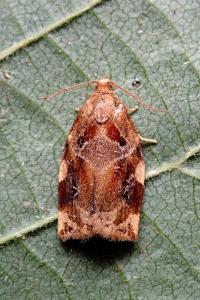 <i>Archips xylosteana</i>