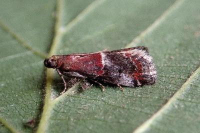 <i>Acrobasis marmorea</i>
