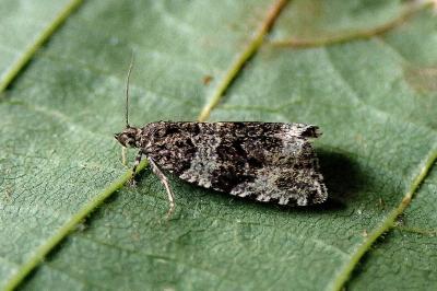 <i>Celypha lacunana</i>