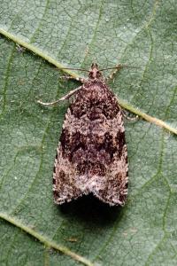 <i>Celypha lacunana</i>