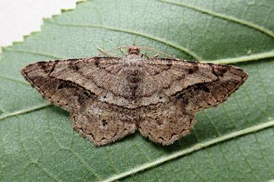 <i>Chiasmia aestimaria</i>