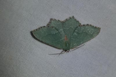 <i>Hemithea aestivaria</i>
