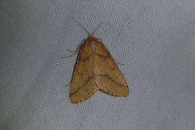 <i>Aspitates ochrearia</i>