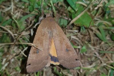 <i>Noctua pronuba</i>