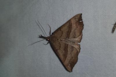 <i>Hypena proboscidalis</i>