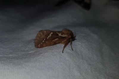 <i>Korscheltellus lupulinus</i>