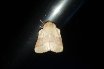 <i>Malacosoma neustria</i>