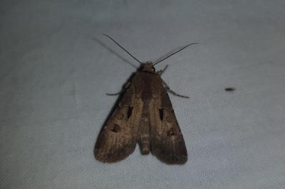 <i>Agrotis exclamationis</i>
