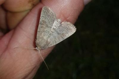 <i>Hoplodrina ambigua</i>