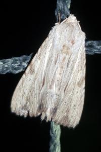 <i>Apamea lithoxylaea</i>