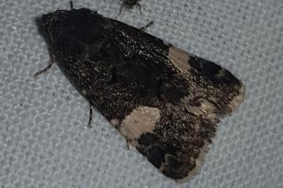 <i>Tyta luctuosa</i>