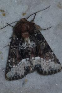 <i>Oligia strigilis</i>