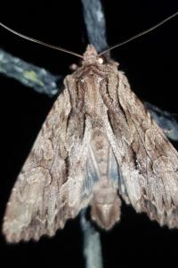 <i>Apamea monoglypha</i>