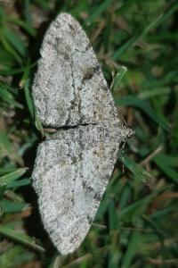 <i>Peribatodes rhomboidaria</i>