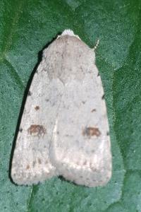 <i>Caradrina kadenii</i>