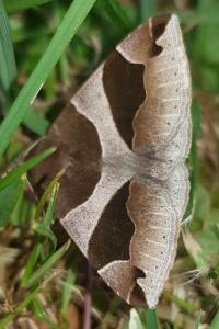 <i>Dysgonia algira</i>