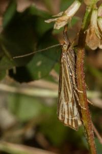 <i>Chrysocramboides craterellus</i>