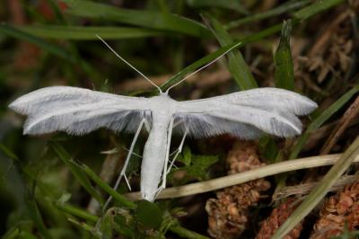 <i>Pterophorus pentadactylus</i>
