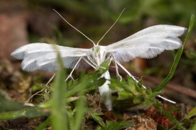 <i>Pterophorus pentadactylus</i>