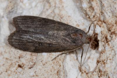 <i>Lamoria anella</i>