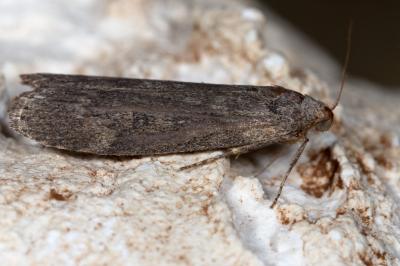 <i>Lamoria anella</i>
