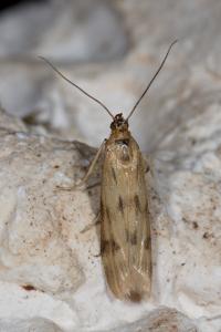 <i>Homoeosoma sinuella</i>