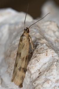 <i>Homoeosoma sinuella</i>
