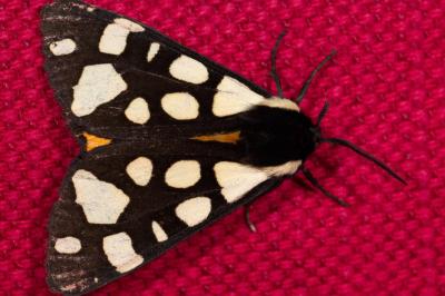 <i>Arctia villica</i>