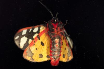 <i>Arctia villica</i>