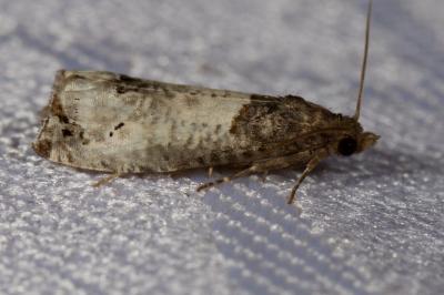 <i>Notocelia roborana</i>