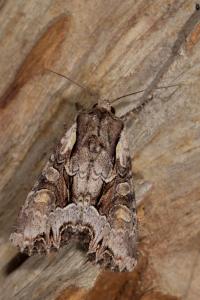 <i>Lacanobia w-latinum</i>