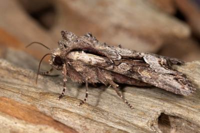 <i>Lacanobia w-latinum</i>