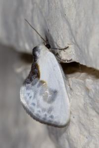 <i>Cilix glaucata</i>