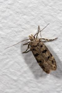 <i>Bryotropha domestica</i>