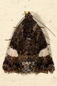 <i>Tyta luctuosa</i>
