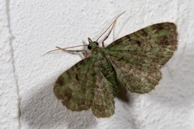 <i>Pasiphila rectangulata</i>