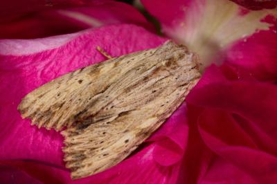 <i>Apamea lithoxylaea</i>