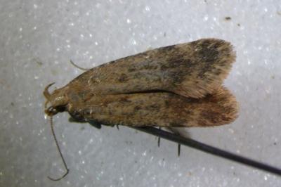Pexicopia malvella