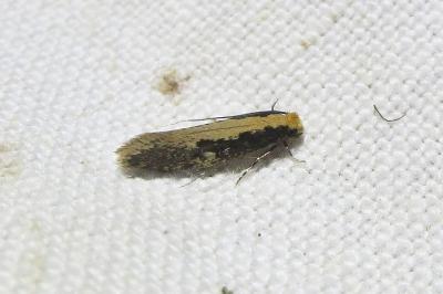 <i>Monopis crocicapitella</i>