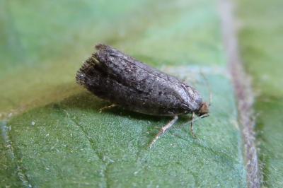 <i>Neosphaleroptera nubilana</i>