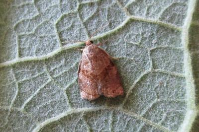 <i>Archips rosana</i>